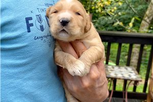 Gidget - Goldendoodle for sale