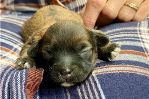 Rain - puppy for sale