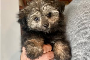 Brenna - Poma-Poo - Pomapoo for sale