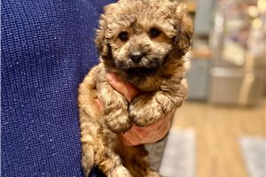 Bernard - Poma-Poo - Pomapoo for sale