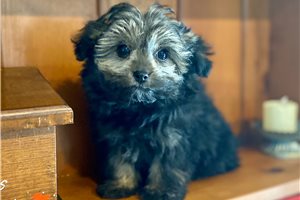 Brenna - Poma-Poo - Pomapoo for sale