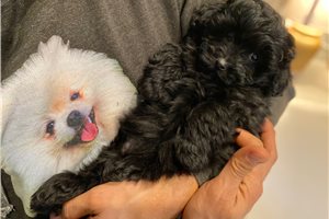 Beta - Poma-Poo - Pomapoo for sale