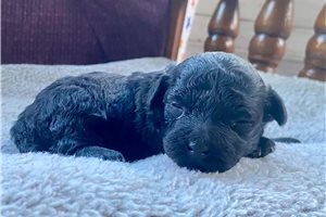 Roger - Poma-Poo - Pomapoo for sale