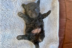 Roger - Poma-Poo - Pomapoo for sale