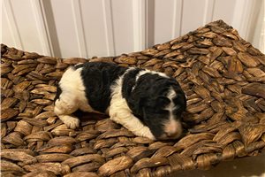 Phoenix - Standard Poodle for sale