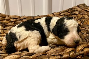 Penelope - Standard Poodle for sale