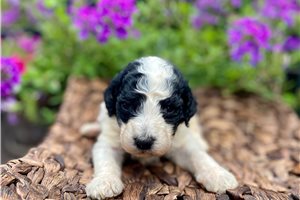 Febe - puppy for sale