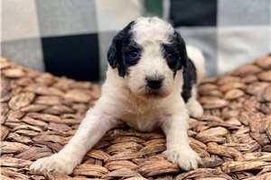 Penelope - puppy for sale