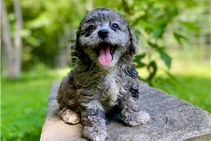 Olive - Poodle, Toy for sale