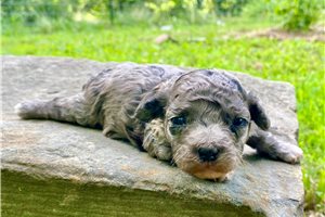 Murray - Poodle, Toy for sale