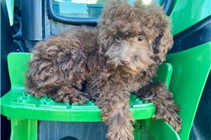 Radar - Toy Poodle for sale