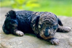 Miriam - puppy for sale