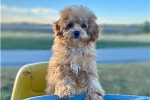 Raina - Toy Poodle for sale