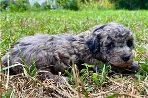 Olive - puppy for sale