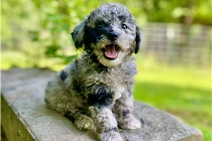 Opalite - Poodle, Toy for sale