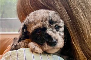 Opalite - Poodle, Toy for sale