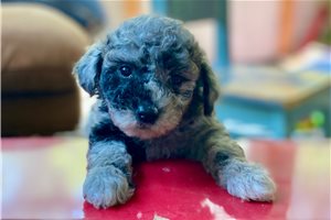 Opalite - Poodle, Toy for sale