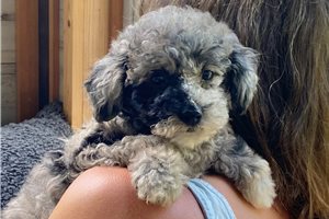 Opalite - Poodle, Toy for sale