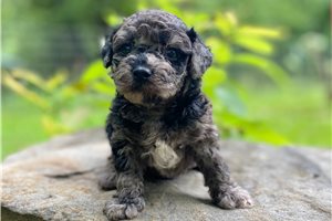Osiris - puppy for sale