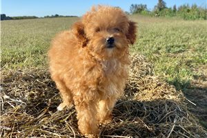 Raina - Toy Poodle for sale
