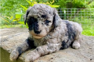 Opalite - Poodle, Toy for sale