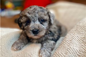 Olive - Poodle, Toy for sale