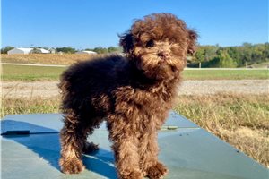 Radar - Toy Poodle for sale