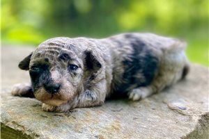 Murphy - puppy for sale
