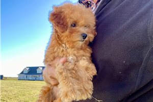 Raina - Toy Poodle for sale