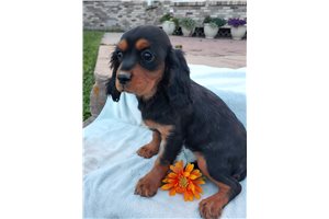 Manchester - Cavalier King Charles Spaniel for sale