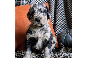 Robby - Labradoodle for sale