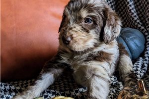 Rosco Junior - puppy for sale