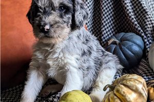 Boss - Labradoodle for sale
