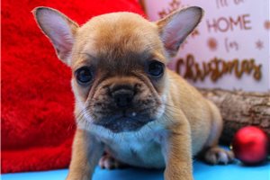 Darla - French Bulldog for sale