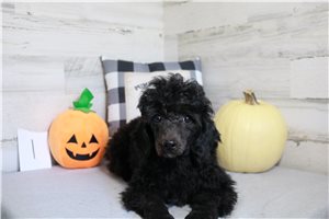 Otto - Poodle, Miniature for sale