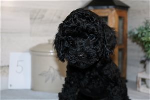 Farley - Poodle, Miniature for sale