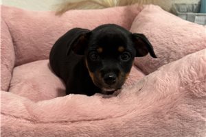 Charity - Chihuahua for sale