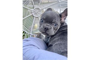 Pablo - French Bulldog for sale