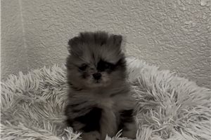 Camryn - Pomeranian for sale