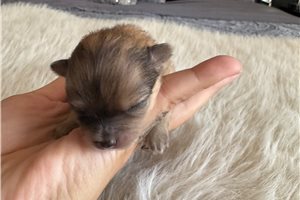 Candace - Pomeranian for sale