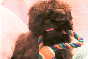 Toddy - Shih Tzu for sale
