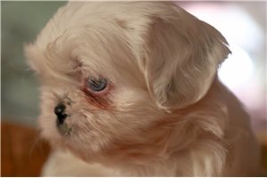 zeus - Shih Tzu for sale