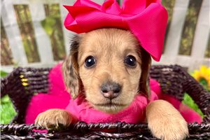 Nana - Dachshund, Mini for sale