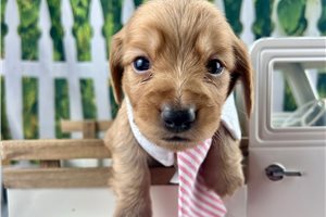 Hermes - puppy for sale