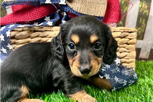 Jacks - Dachshund, Mini for sale