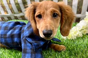 Sigmund - puppy for sale