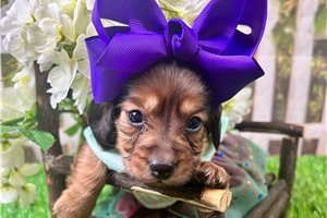 Holland - Dachshund, Mini for sale