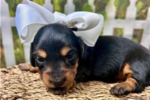 Jenna - Dachshund, Mini for sale