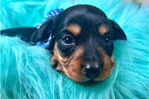 Jacks - Dachshund, Mini for sale