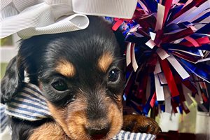 Jenna - Dachshund, Mini for sale